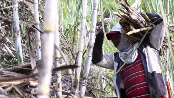 一个甘蔗农的后背的特写 带着一堆手杖到糖厂 一个棕色的男人背着一个大的负荷在一个甘蔗地里 Panela生产 — 图库视频影像