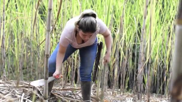 美しい若いラティーナの女性 農場の労働者 彼女の手の中に彼女のマチェーテとサトウキビの作物の真ん中で 雑草や杖の周りの余分な草を除去 — ストック動画