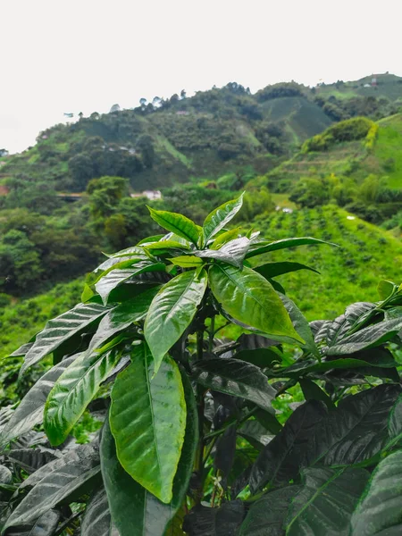close-up of coffee leaves, in a Colombian crop, typical landscape of the Colombian coffee growing region