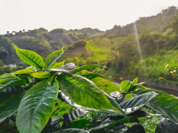 detailed view of coffee leaves in the coffee plantation in the Colombian coffee region, rural Colombian landscape