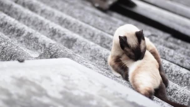 Красива Сіамська Кішка Лежить Даху Будинку Облизуючи Хутром Купання Кішки — стокове відео