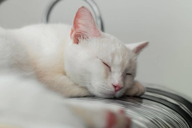 Sandalyede mışıl mışıl uyuyan güzel beyaz bir kedinin yakın plan çekimi.