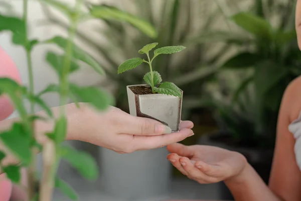 stock image close-up of the hand of a girl receiving a small plant as a gift from her mother