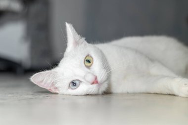 Güzel beyaz kedi, gözlerinde heterokromi iris var, yere yatmış, ön tarafa bakıyor..