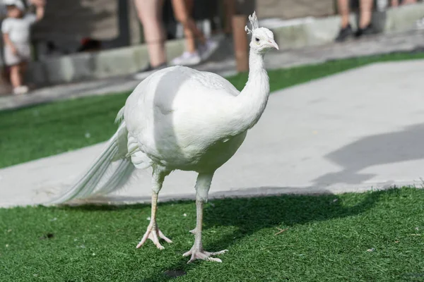 コロンビア動物園の草の上を白い孔雀が歩く — ストック写真