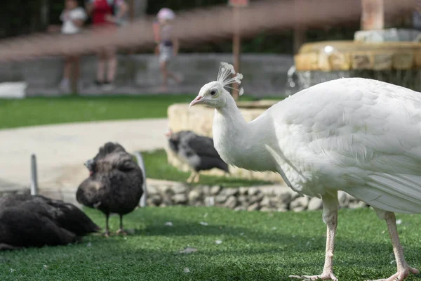 コロンビア動物園の草の上を白い孔雀が歩いている — ストック写真