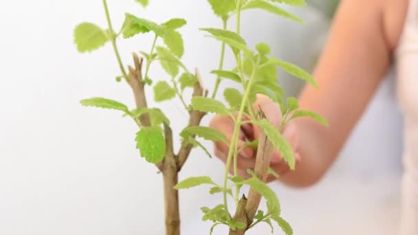 Nahaufnahme Der Hände Eines Lateinischen Mädchens Das Ihre Pflanze Streichelt — Stockvideo