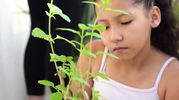 Zbliżenie Brunetka Latina Dziewczyna Ogród Patrząc Jej Roślina Sprawdzając Rośnie — Wideo stockowe