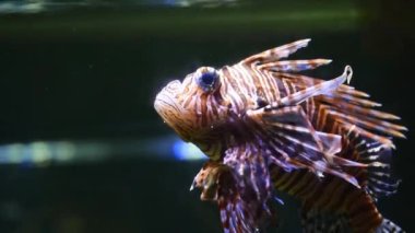 Pterois antennata ya da akvaryumda yüzen aslan balığı, rahat yüzme. Esaret altında deniz hayatı kavramı