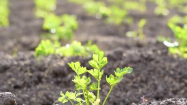 Coriandrum sativum, kişniş ekimi, aromatik bitkiler çoğunlukla yiyeceğe tat katmak için kullanılır..