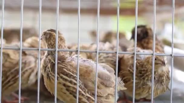 Coturnix Coturnix 装满鹌鹑的笼 被困在农场生产鸡蛋 — 图库视频影像