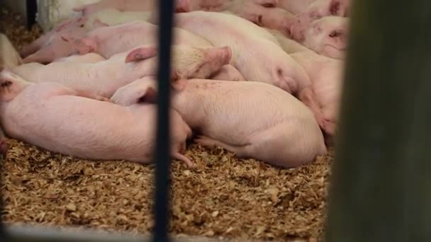 Troupeau Porcelets Porcs Domestiques Couchés Dormant Dans Enclos Prêt Engraissement — Video