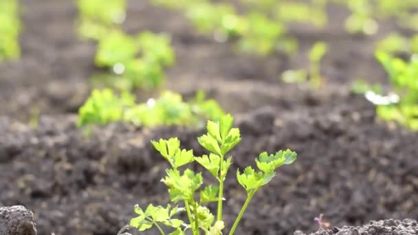 Coriandrum Sativum Coriander Cultivar Aromatic Herb Mostly Used Add Flavor — Stock Video