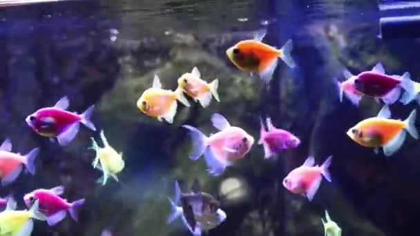 Peixes Coloridos Nadando Pequeno Aquário Decoração Com Peixes Coloridos Brilhantes — Vídeo de Stock