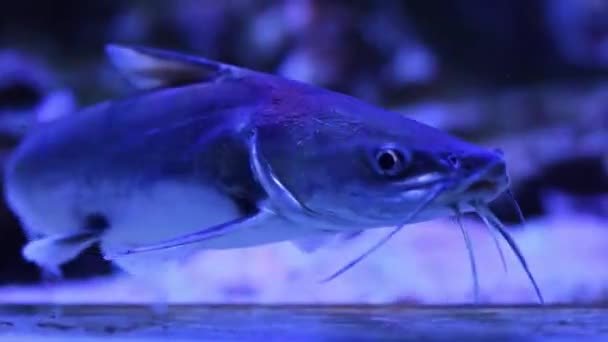 Egy Kék Megvilágítású Akvárium Alján Úszó Harcsa — Stock videók