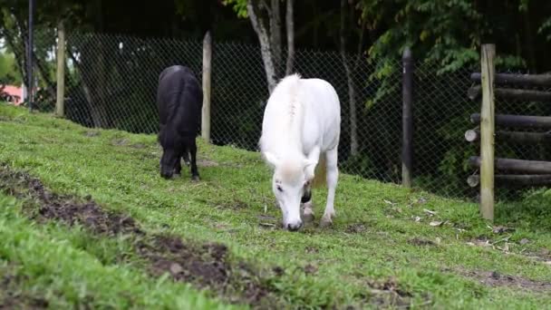 Zwei Schwarze Und Weiße Ponypferde Die Auf Dem Gras Weiden — Stockvideo
