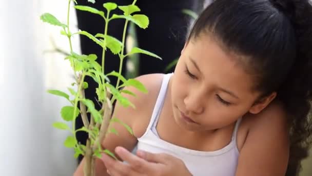 害虫のための植物の葉をチェックするブルネットラティナの少女のクローズアップ — ストック動画