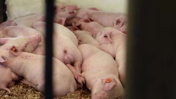 Manada Lechones Cerdos Domésticos Acostados Durmiendo Una Pluma Lista Para — Vídeos de Stock