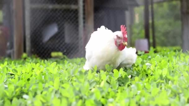 Pollo Engorde Cavando Hierba Verde Para Insectos Encerrado Una Pluma — Vídeo de stock