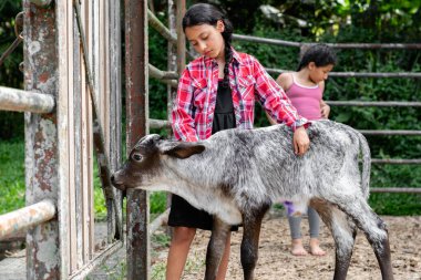 Latin köylü kızı üzgün bir şekilde ağılda yalnız başına buzağıya bakıyor ve dokunuyor.