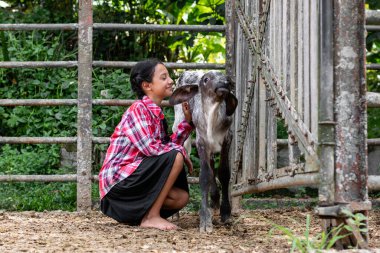 Küçük Latin köylü kız çok mutlu, ağılın zeminine yaslanmış gri buzağıyı okşuyor, gülümsüyor.
