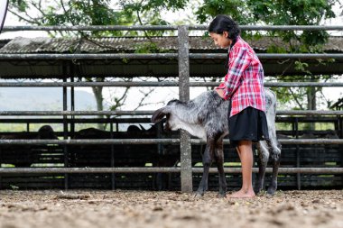 Küçük Latin köylü kız ağılda kilitli gri buzağının yanında duruyor.
