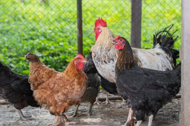 Bir kümese kapatılmış tavuk seti. Horozlu tavuklar.