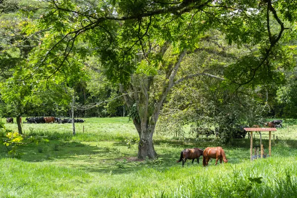 Kolombiya Valle del Cauca 'da atları ve gyr inekleri olan bir sığır çiftliğinin otlağı..