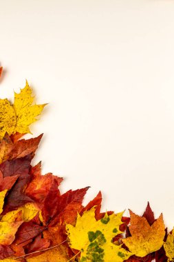İzole edilmiş sonbahar yaprakları beyaz üzerine, metin için yer, fotoğraf arkaplanı