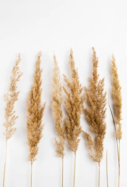 stock image Six branches of dry reed on a white background. View from above