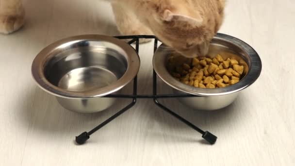 Pet Ginger Cat Eats Food Bowl Care Maintenance Animals Home — Stock Video