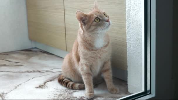 かわいい赤い猫が窓の上を飛んでいる虫を狩る — ストック動画