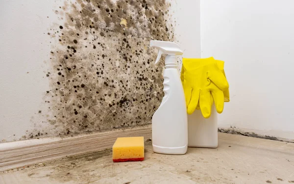 Removal of mold from the wall. Detergents for removal of fungus at home. Preparation for mold removal