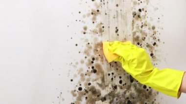 Sarı lastik eldivenli bir kadın elini duvardaki küfü temizler. Temizlik konsepti