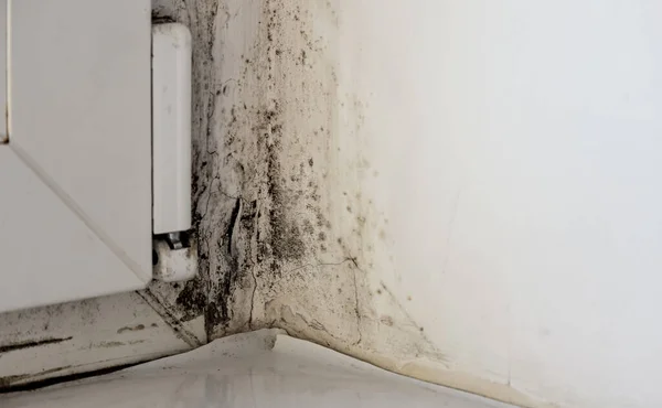 Mold, fungus on the slope of the wall. Black mold on white wall near window close up