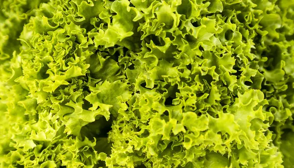 stock image Close-up of green lettuce leaves, background of fresh lettuce leaves, focus in the middle