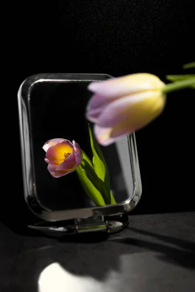 Pink tulip in the mirror on a dark background