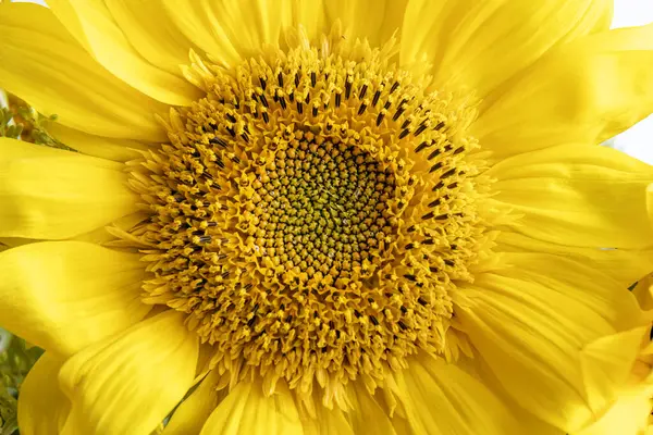 Close-up of the middle of a sunflower flower