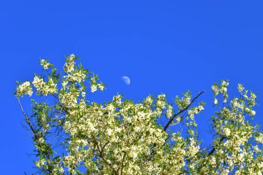 Acacia e Luna a contrasto con il cielo azzurro