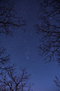 Alberi rivolti al cielo stellato