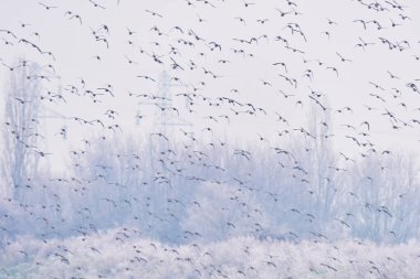 Anatre in volo, laghetti dello zuccherificio, Castiglion Fiorentino