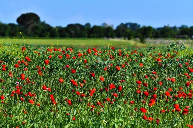 Campo Muazzam di variopinti papaveri