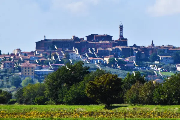 Volo di garzette con Foiano della Chiana sullo sfondo, Toscana