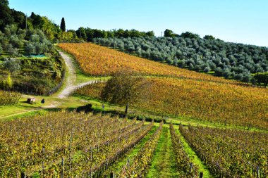 Sonsuz, Chianti, Toscana