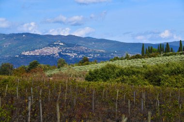 Vigne, oliveti e Cortona, Toscana