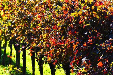 Vigne in Val di Chio, Toscana