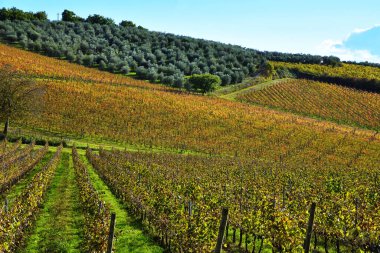  Sonsuz, Chianti, Toscana