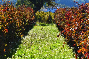 Vigne in Val di Chio, Toscana