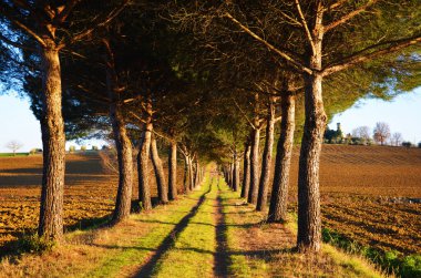Toscana 'da şişe alberato.