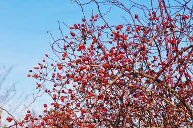 Toscana 'da Bacche rosse